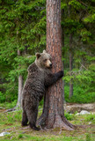 Fototapeta Zwierzęta - Brown bear stands near a tree in funny poses against the background of the forest. Summer. Finland.