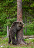 Fototapeta Zwierzęta - Brown bear stands near a tree in funny poses against the background of the forest. Summer. Finland.