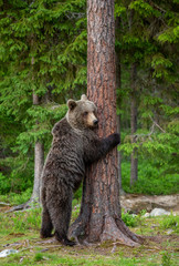 Poster - Brown bear stands near a tree in funny poses against the background of the forest. Summer. Finland.