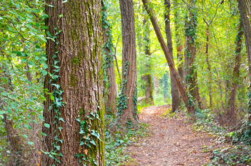 Wood with path in Italy