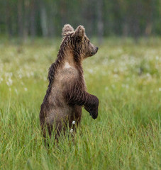 Poster - Brown bear in a forest glade is standing on its hind legs. White Nights. Summer. Finland.