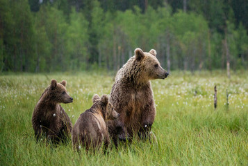 Wall Mural - She-bear with cubs in a forest glade. White Nights. Summer. Finland.
