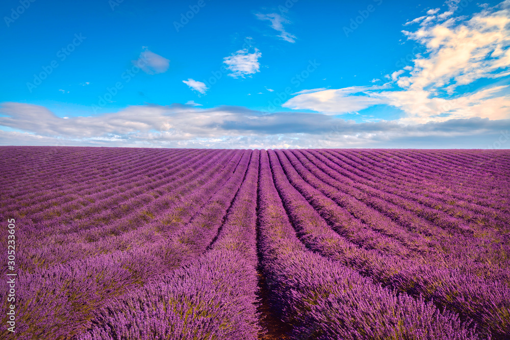 Lavender flower blooming fields endless rows. Valensole Provence, France. - obrazy, fototapety, plakaty 