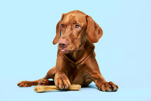 Cute Hungarian Vizsla Puppy With Rawhide Chew Bone Studio Portrait Over Blue Background. Funny Dog Holding A Chew Toy Bone With His Paw While Sticking Out Tongue.