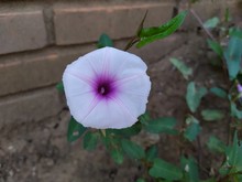 A Lilac Morning Glory (Ipomoea Cairica) Flower