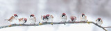 Fototapeta Zwierzęta - panoramic photo with a group of small funny birds sparrows sit on a branch in different poses in a winter Park