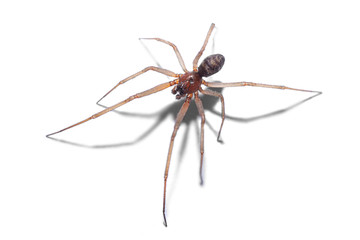 spider isolated on white background, macro photography