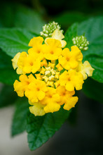 Yellow Lantana Flowers Close Up Nature Picture