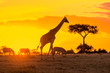Giraffe walking alone at sunset in Maasai Mara national reserve, Kenya 