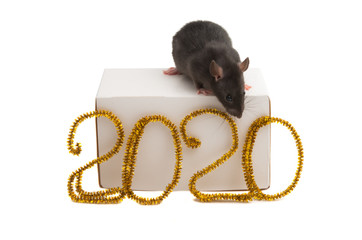 Canvas Print - rat with the symbol of 2020 isolated