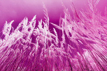 Wall Mural - Wind blowing through grass flower in the pastel background