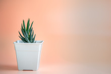 Cactus Haworthia Fasciata In White Pot
