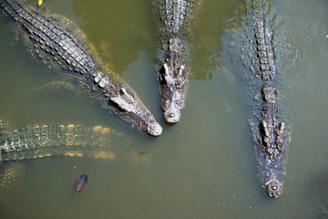 Crocodile top view in farm, Crocodile farming in Thailand.