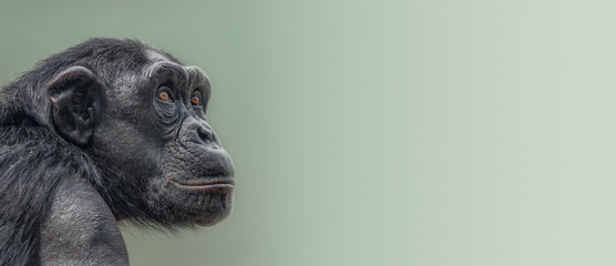 banner with portrait of curious wondered adult chimpanzee at smooth gradient background with copy sp