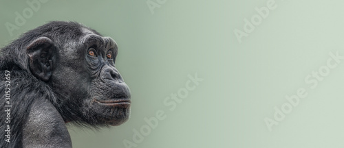 Fotomural Banner with portrait of curious wondered adult Chimpanzee at smooth gradient bac