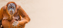 Banner With Portrait Of Funny Asian Orangutan At Smooth Gradient Background With Copy Space For Text, Adult, Details