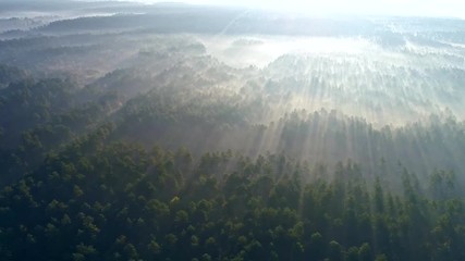 Fototapete - Marvelous view of flying over pine forest in the morning. Sunrise in the misty forest. There is magical fog all the way to the horizon. Aerial shot