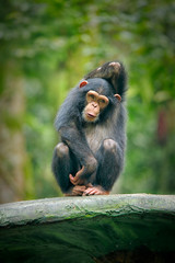 chimpanzee consists of two extant species: common chimpanzee and bonobo. bonobos and common chimpanz
