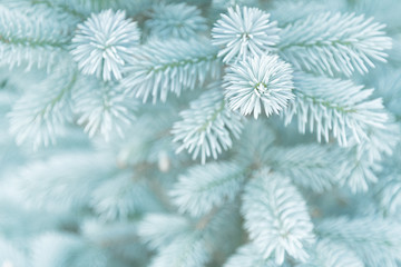  View of the young branches of blue spruce in the colors of the 2020 trend.