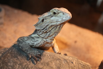 Poster - a bearded dragon on a rock