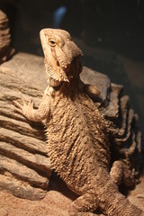 Poster - a bearded dragon on a rock