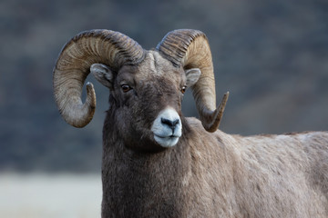 Bighorn Sheep in Gardiner Montana