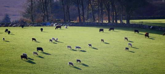 Wall Mural - Herd of cows graze in agricultural field in Dartmoor, Devon