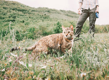 Woman Walking With Ginger Cat On A Leash On Nature.