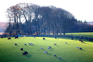 Wall Mural - Herd of cows graze in agricultural field in Dartmoor, Devon