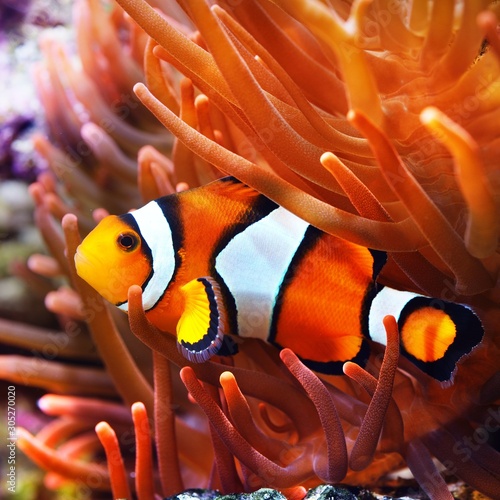 Cuadros en Lienzo Amphiprion ocellaris clownfish in the anemon