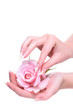 © Андрей Прилуцкий - Hands girl with natural manicure. Rose flower in the hands girl. Natural manicure on hands white background. Girl's natural nails in pink rose petals.