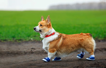 Portrait Of Cute Puppy Red Dog Corgi Running On Country Road In Sporty Blue Sneakers During Morning Exercise