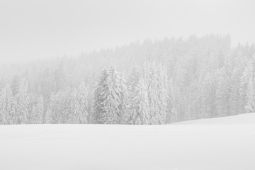 Wall Mural - High-key winter landscape with fir trees in the foothills of Switzerland