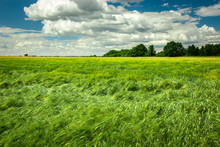Green Barley Field, Trees And White Clouds On A Sky