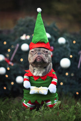 Funny lilac colored French Bulldog dog with not amused facial expression wearing a christmas elf costume with arms holding present