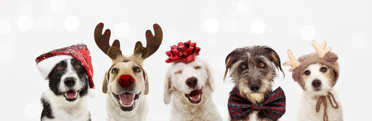 banner five dogs celebrating christmas holidays wearing a red santa claus hat, reindeer antlers and 