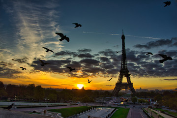 Birds Flying in front of Eiffel Tower: very early morning