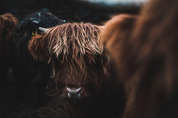 Wall Mural - Scottish Highland Cow in field looking at the camera, Ireland, England, suffolk. Hairy Scottish Yak. Brown hair, blurry background