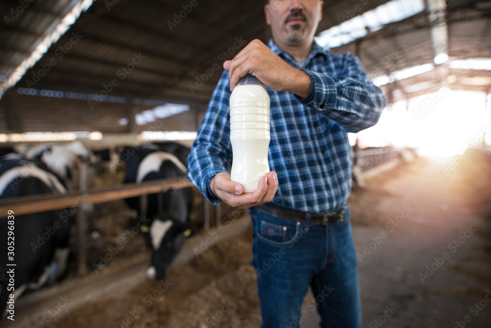 Farmer standing at cow's farm and holding bottle of fresh milk while cows eating hay in background. Milk production and dairy products. - obrazy, fototapety, plakaty 