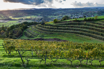 Wall Mural - Allassac (Corrèze, France) - Vignoble en automne
