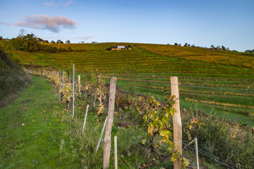 Wall Mural - Allassac (Corrèze, France) - Vignoble en automne
