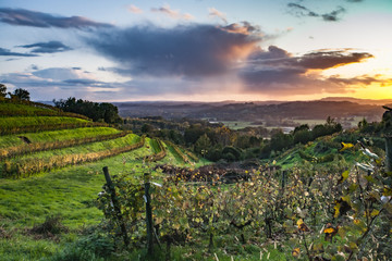 Wall Mural - Allassac (Corrèze, France) - Vignoble de la Chartroulle