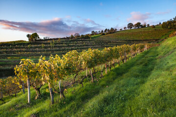 Wall Mural - Allassac (Corrèze, France) - Vignoble de la Chartroulle