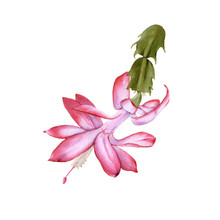 Blooming Cactus Schlumbergera. Isolated On A White Background.