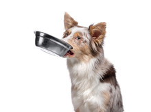 Dog Holds A Bowl For Food In His Teeth. Healthy Food For Pets. Border Collie On A White Background.