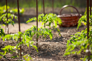 Wall Mural - Panier dans un potager et jeunes pieds de tomate.