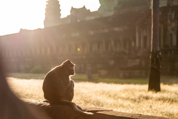 macaque monkey in angkor wat