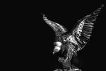 Portrait Of A Eagle On Black Background. Gyps Fulvus. Griffon. Scavenger. Predatory Bird