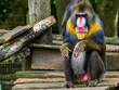 closeup of a mandrill sitting, the face and genitals of a baboon, vulnerable primate specie from Africa