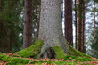 The trunk of a large spruce tree. Moss growing on the lower parts of a coniferous tree.